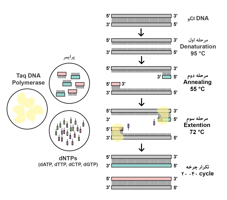 RT-PCR
